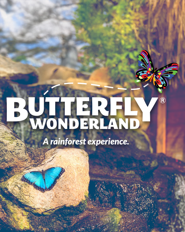 600X754 Butterfly Wonderland